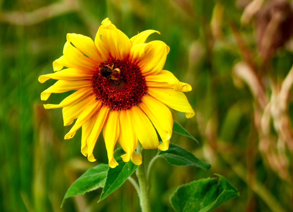 Sonnenblume mit Insekt Foto & Bild | fotos, natur, landschaft Bilder ...