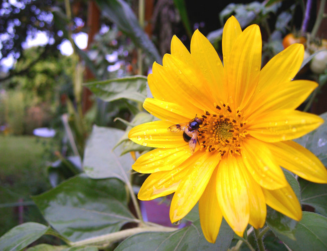 sonnenblume mit insekt