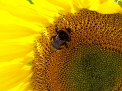 Sonnenblume mit Insekt