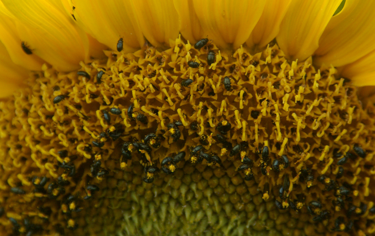 Sonnenblume mit Käfer