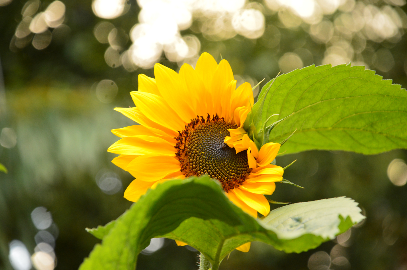 Sonnenblume mit Knickohr