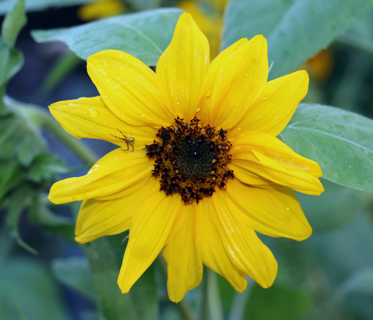 Sonnenblume mit Kürbisspinne