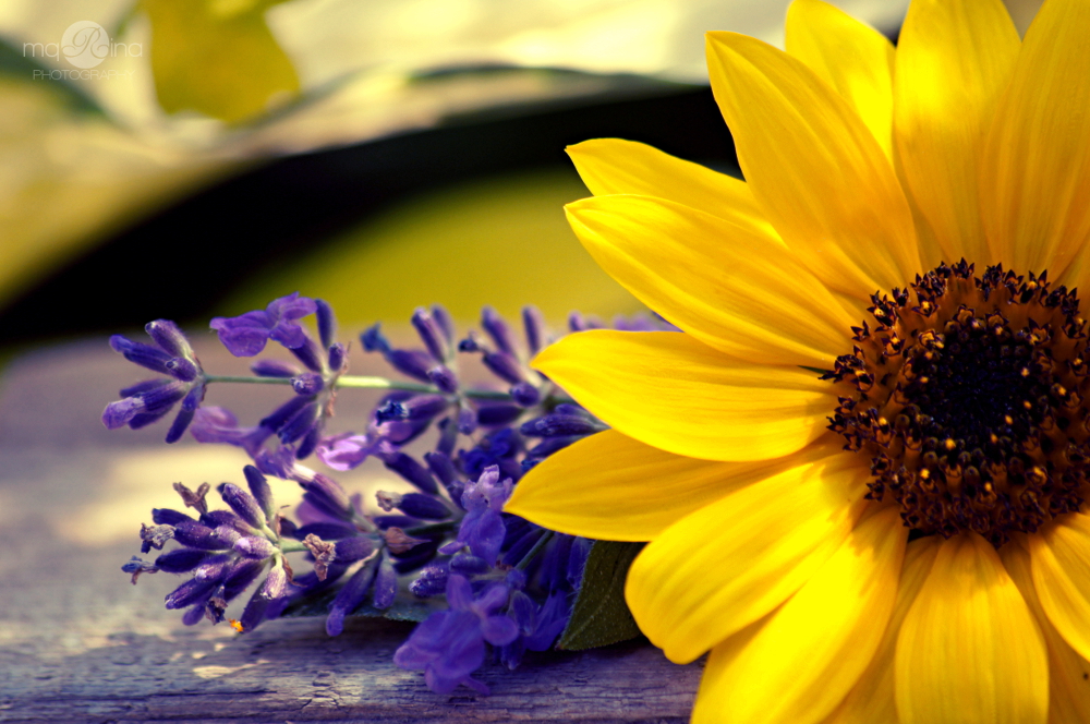 Sonnenblume mit Lavendel