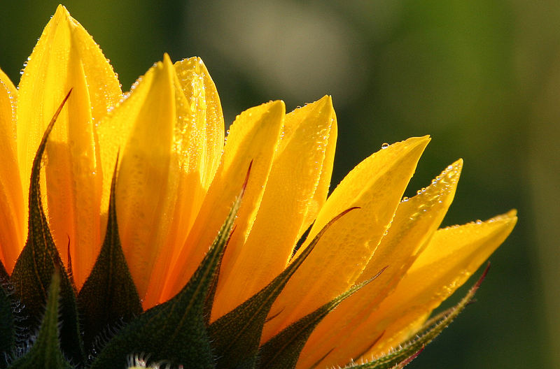 Sonnenblume mit Morgentau