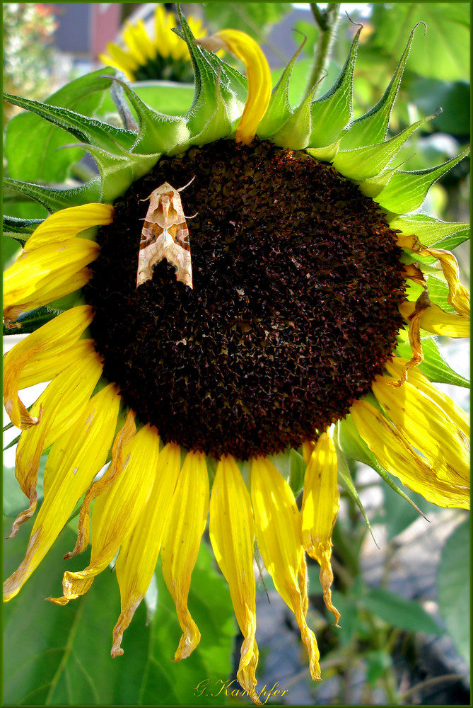 Sonnenblume mit Motti