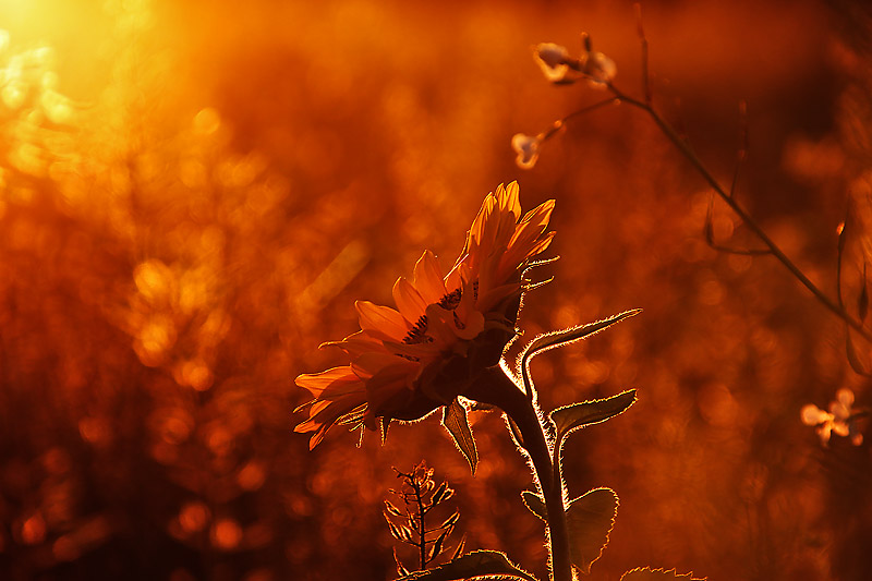 Sonnenblume mit Oktober-Sonne am Abend