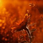 Sonnenblume mit Oktober-Sonne am Abend