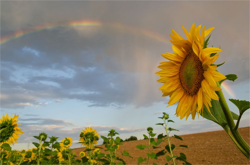 Sonnenblume mit Regenbogen (1)