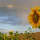 Sonnenblume mit Regenbogen (1)