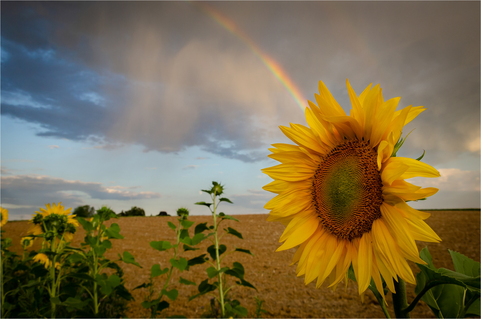 Sonnenblume mit Regenbogen (2)