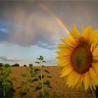 Sonnenblume mit Regenbogen (2)