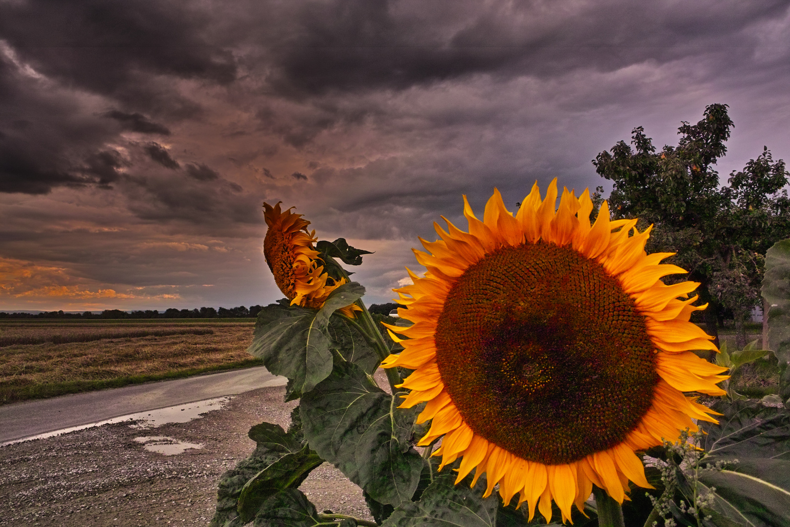 Sonnenblume mit Regenwolken