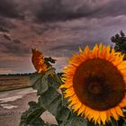 Sonnenblume mit Regenwolken