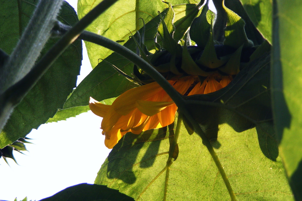 Sonnenblume mit Schatten