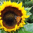 Sonnenblume mit Schmetterling 