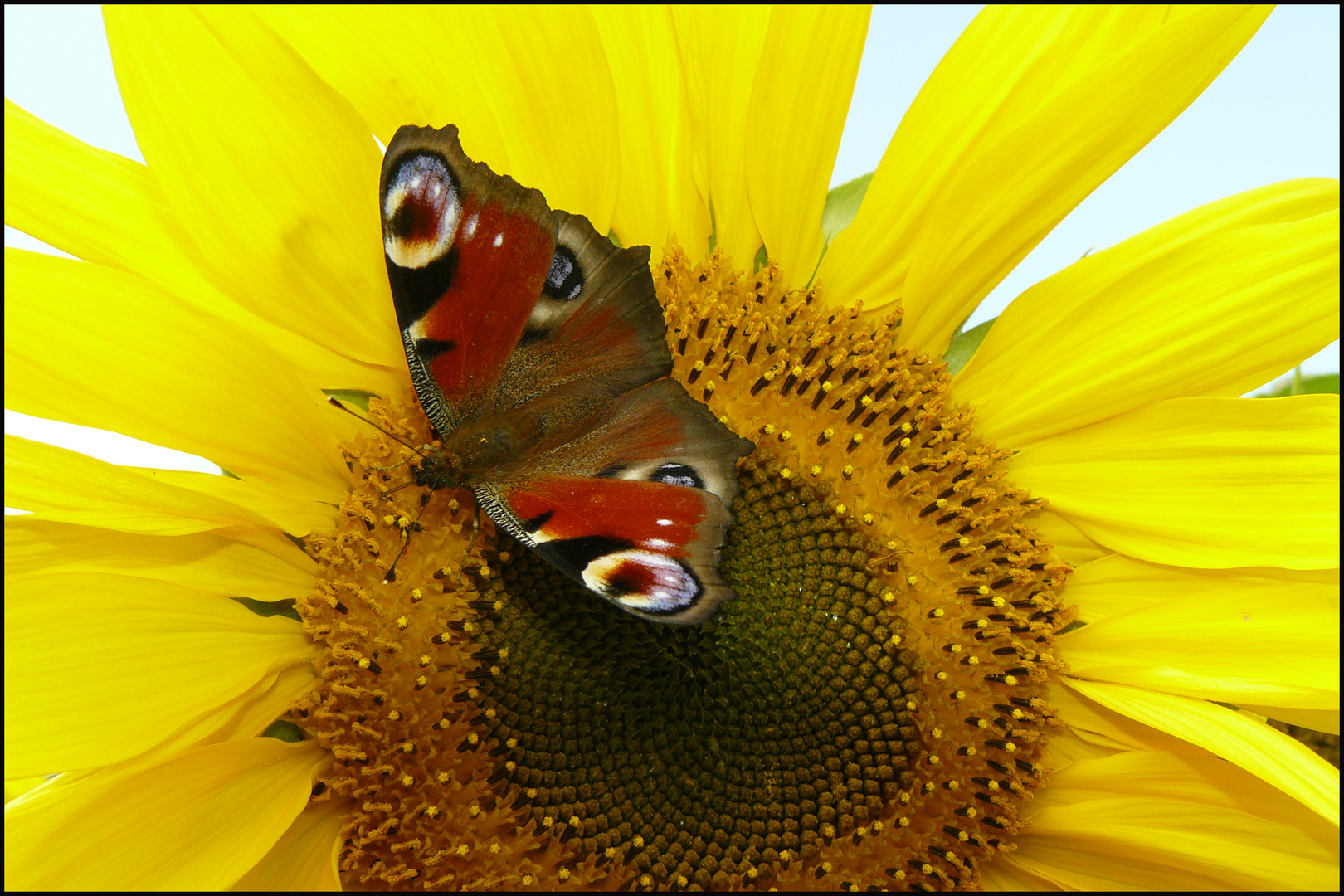 Sonnenblume mit Schmetterling