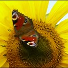 Sonnenblume mit Schmetterling