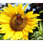 Sonnenblume mit Schmetterling