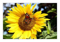 Sonnenblume mit Schmetterling