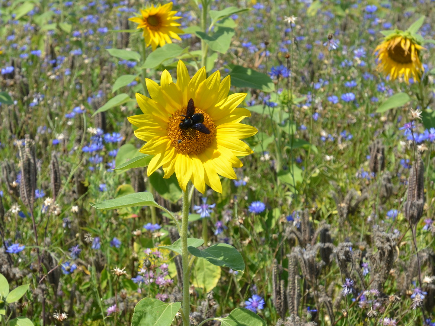 Sonnenblume mit Schmetterling