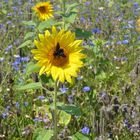 Sonnenblume mit Schmetterling