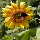 Sonnenblume mit Schmetterling