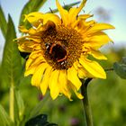 Sonnenblume mit Schmetterling im November