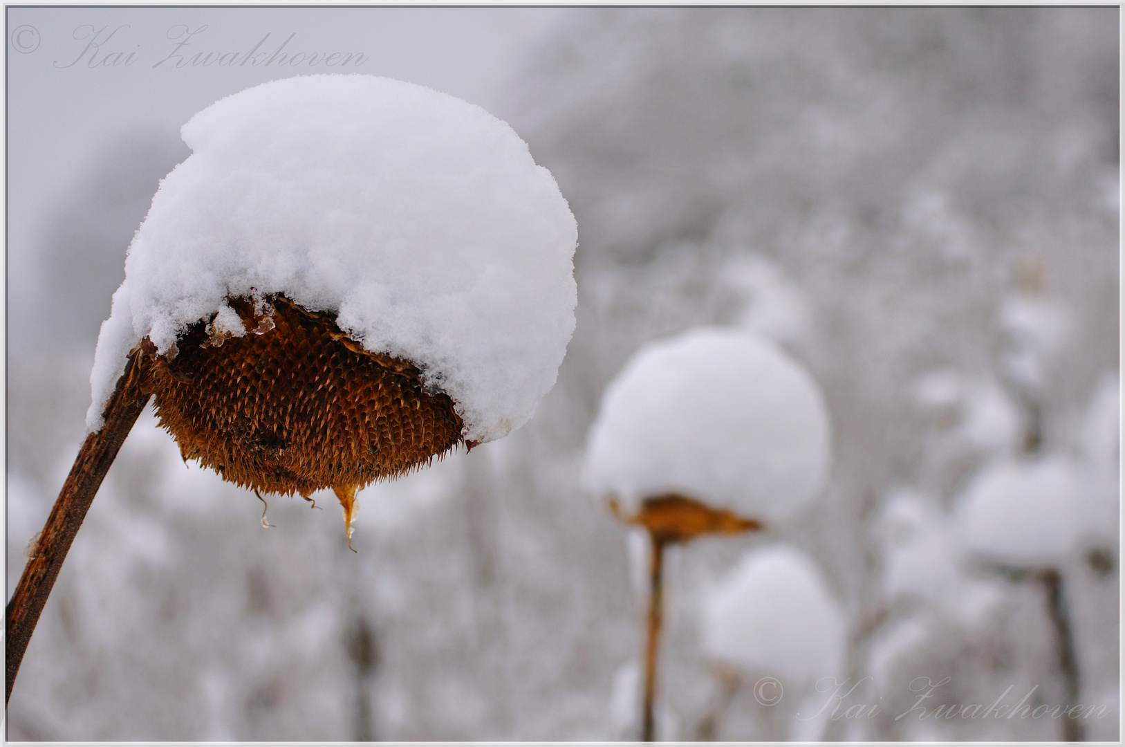 Sonnenblume mit Schneemütze