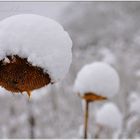 Sonnenblume mit Schneemütze