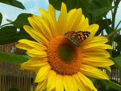 Sonnenblume mit Schwalbenschwanz