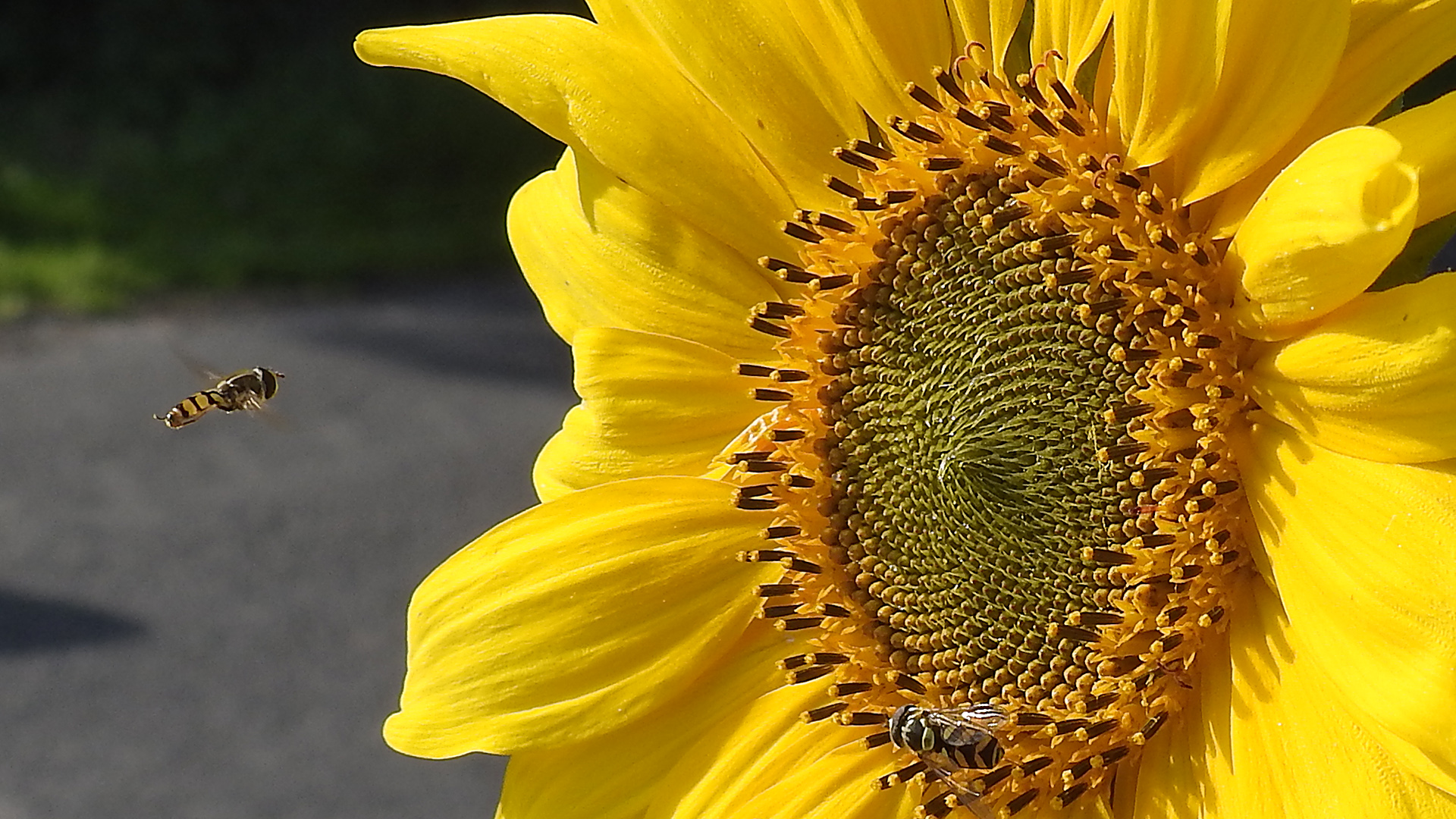 Sonnenblume mit Schwebfliege