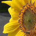 Sonnenblume mit Schwebfliege