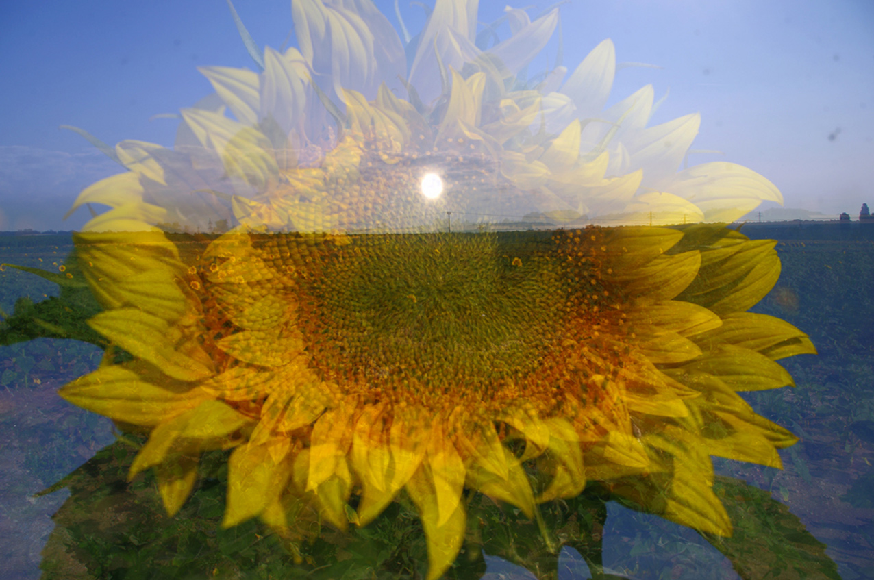 Sonnenblume mit Sonne