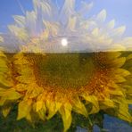 Sonnenblume mit Sonne