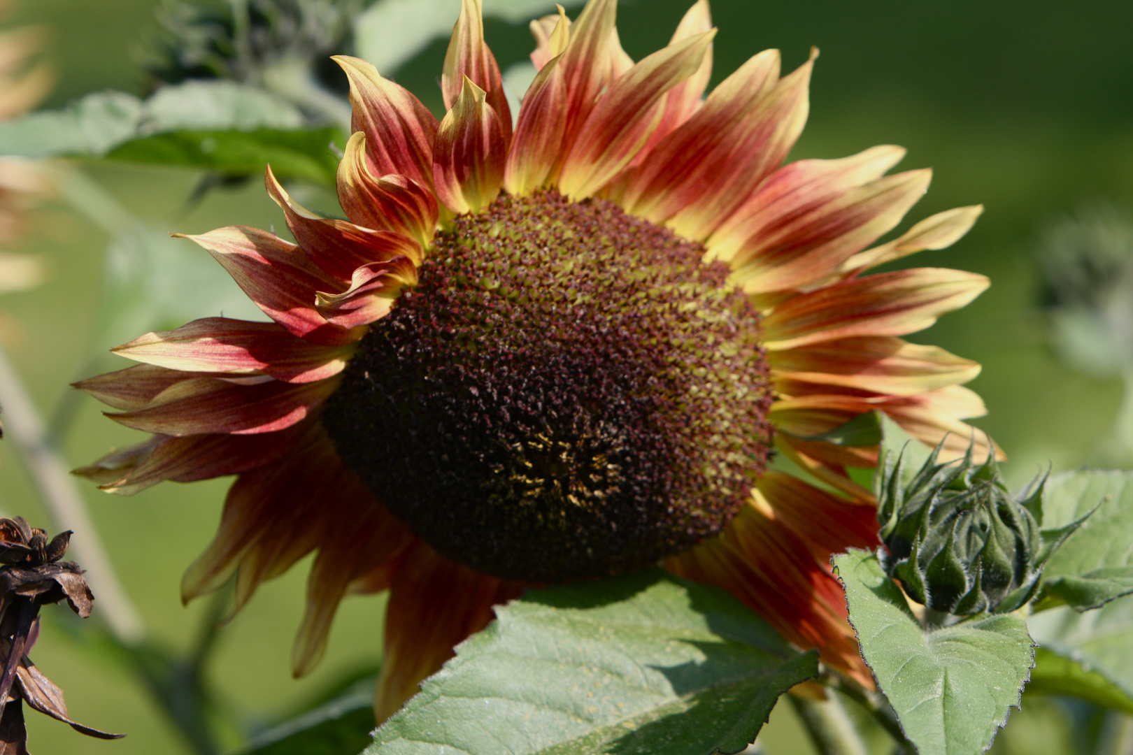 Sonnenblume mit Sonnenbrand!