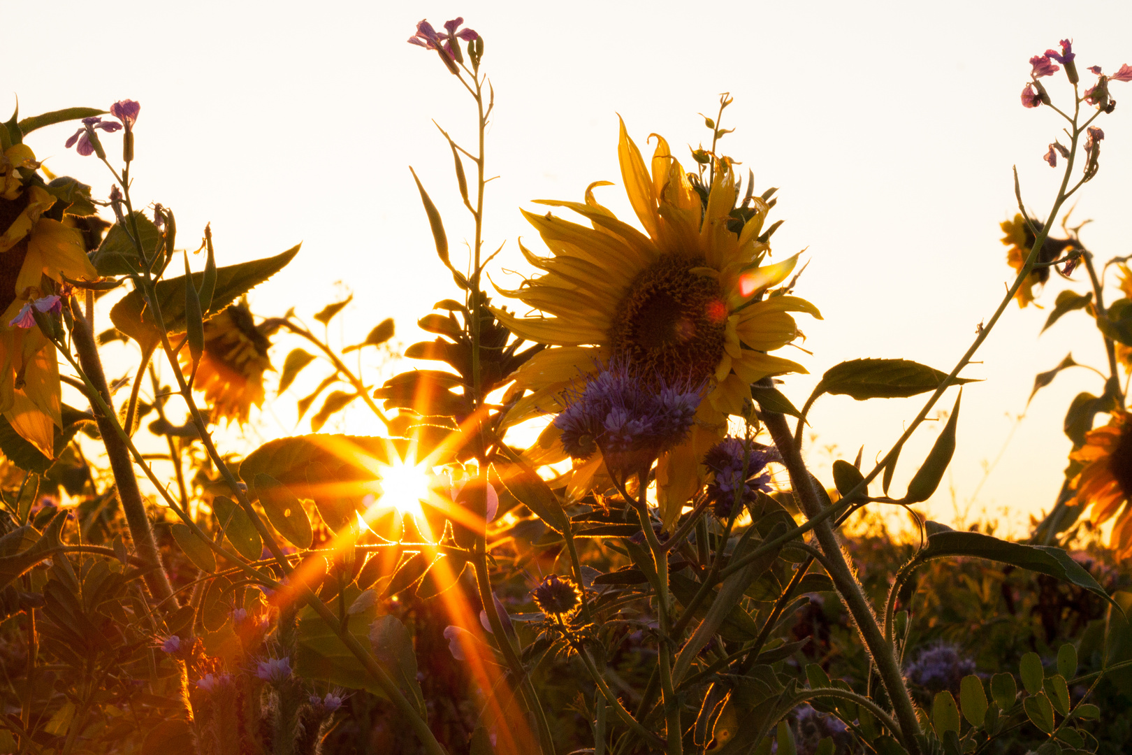 Sonnenblume mit Sonnenstern