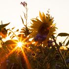 Sonnenblume mit Sonnenstern