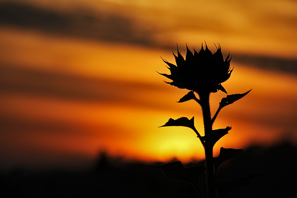 Sonnenblume mit Sonnenuntergangsstimmung