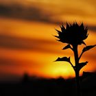 Sonnenblume mit Sonnenuntergangsstimmung