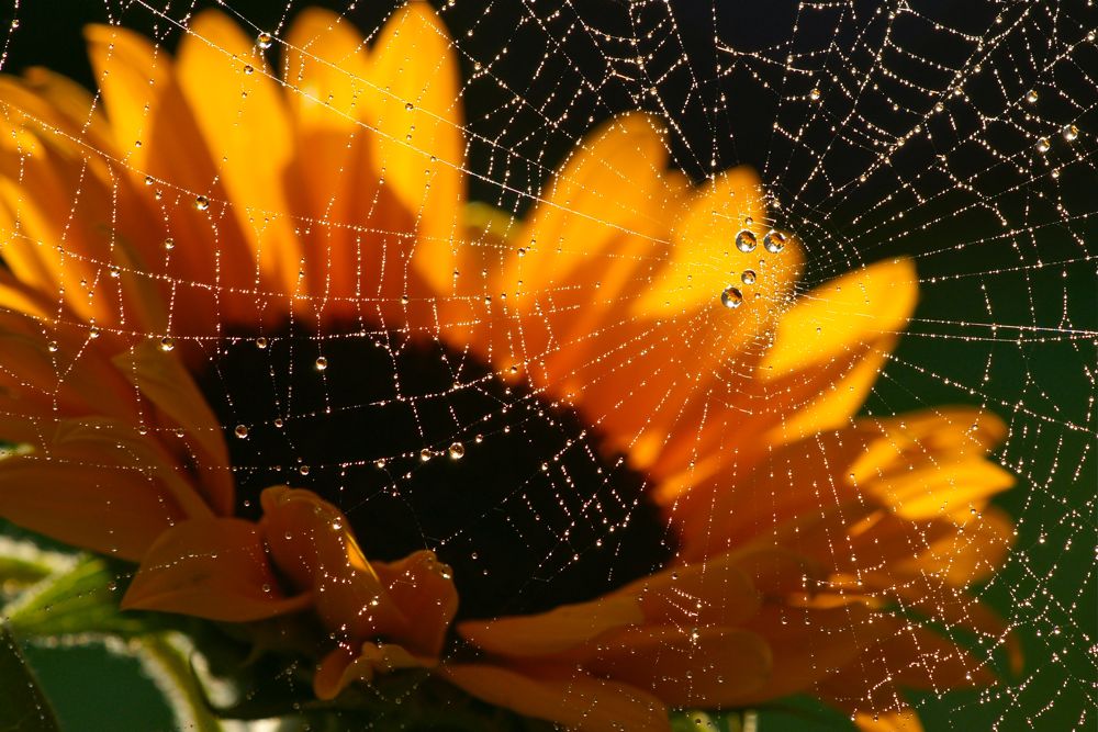 Sonnenblume mit Spinnennetz
