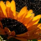 Sonnenblume mit Spinnennetz