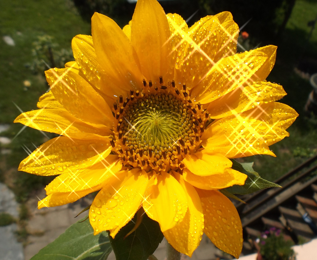 Sonnenblume mit Sterneffekt