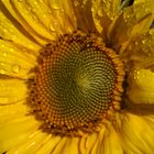 Sonnenblume mit Tau