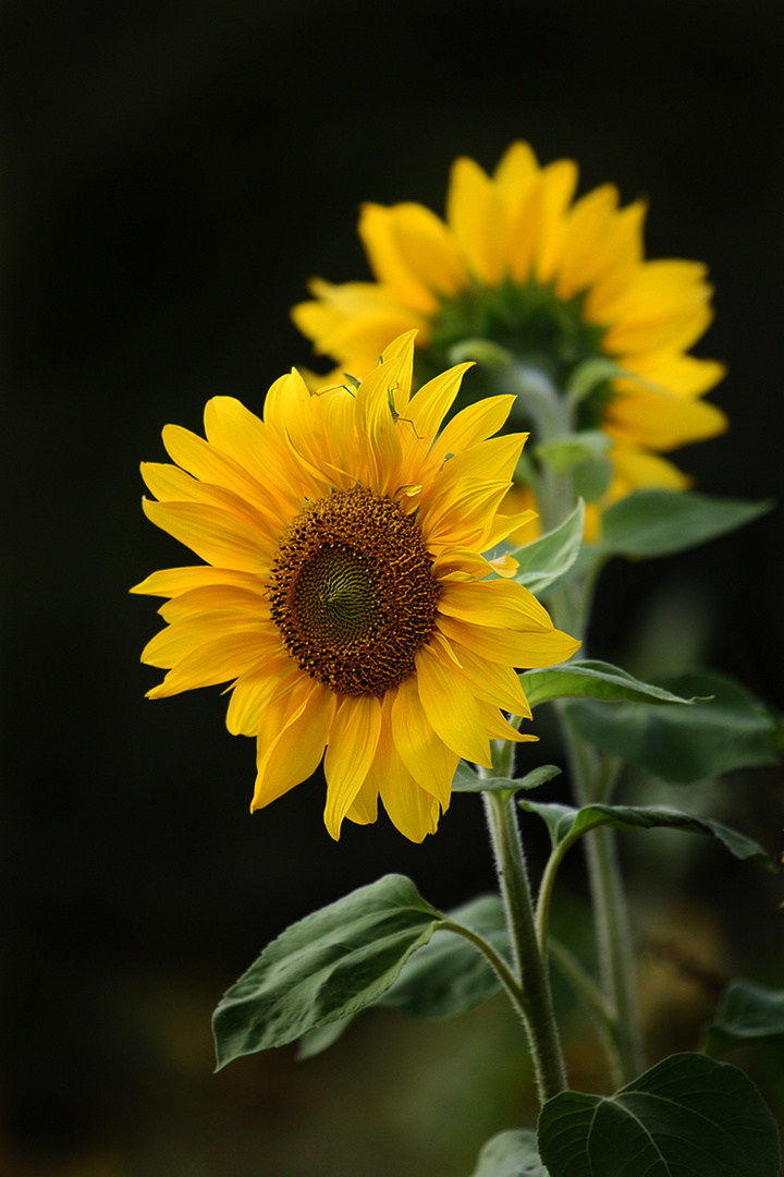 Sonnenblume mit versteckten Gast :-)