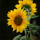 Sonnenblume mit versteckten Gast :-)
