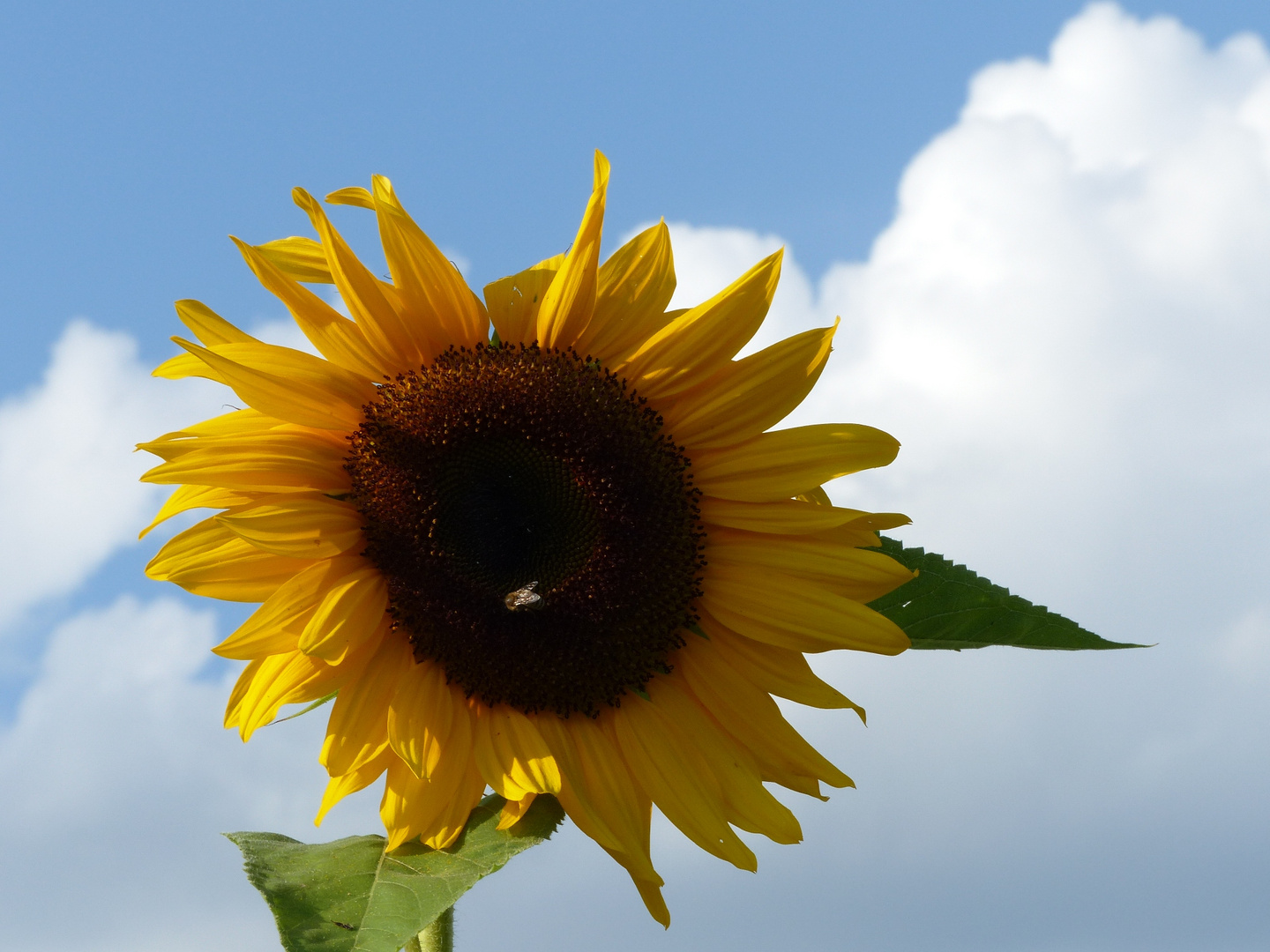 Sonnenblume mit Wolken