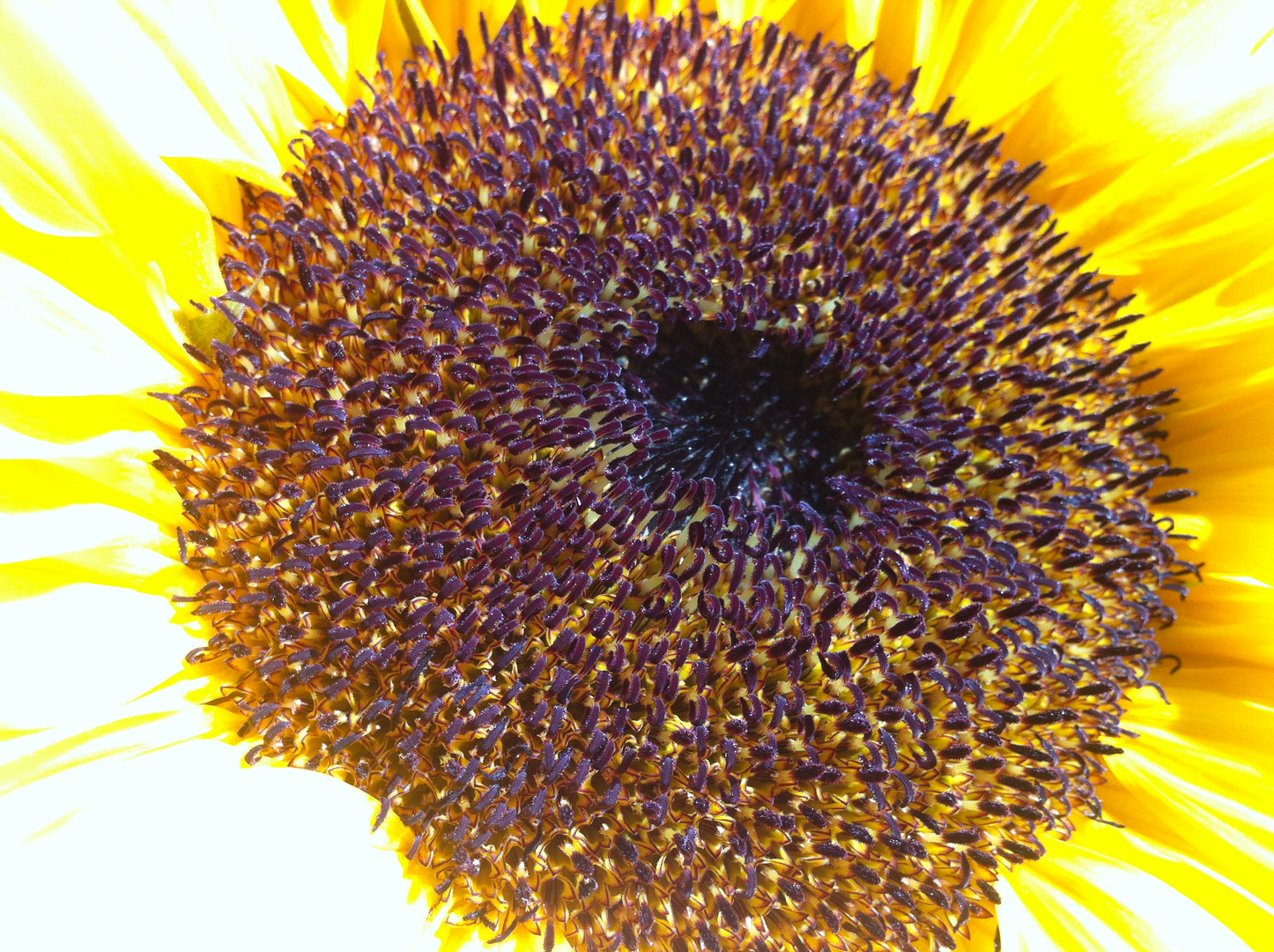 Sonnenblume Mitte