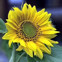 Sonnenblume / Mittwochsblümchen