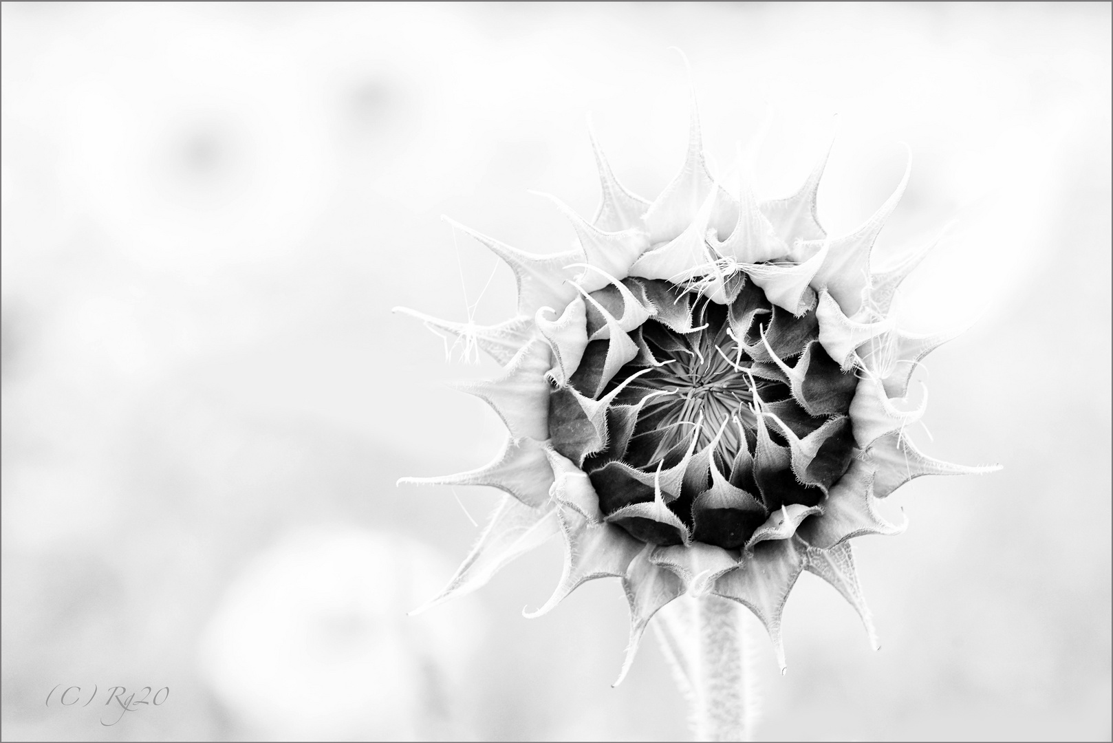 sonnenblume monochrome