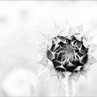 sonnenblume monochrome